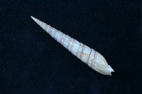 藏品(紅磚筍螺)的圖片